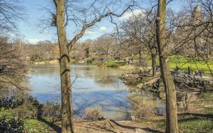 Nature Tree Landscape