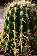 Mini Cactus Succulent Plant