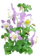 Pink Flower Plant Garden