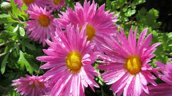Aster Pink Flower Autumn