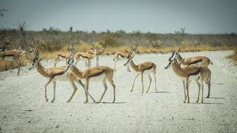 Namibia Wildlife Animals