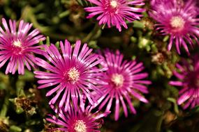 Flower Blossom Bloom