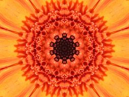 Flower Nature Beautiful