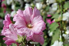 Althea Hollyhock Pink Flower
