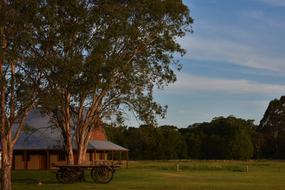 Tree Grass Landscape