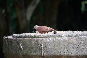 Birds Nature No Person Ruddy