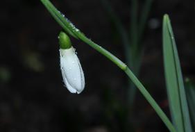 Snowdrop Winter Nature
