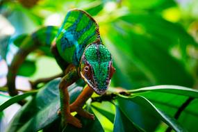 Nature Leaf Animal World