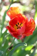 Tulip Red Nature