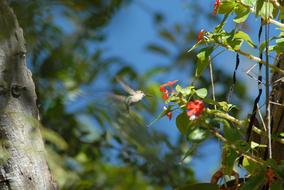Hummingbird Flower