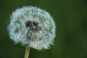 Dandelion Plant Summer
