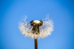 Dandelion Downy Sky