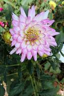 Dahlia Flower Pink