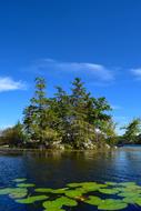 Lake Trees Lily Pads