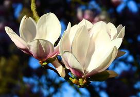 Flower Magnolia Plant