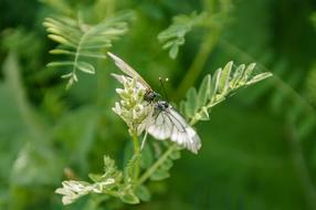 Butterfly Nature Plant
