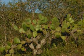 Cactus Tree Nature