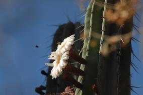 Flor De Pitaya Organo Nature