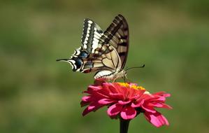 Nature Butterfly Oct Queen