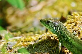 Reptile Nature Lizard