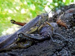 Orthopteron Grasshoppers Locusts