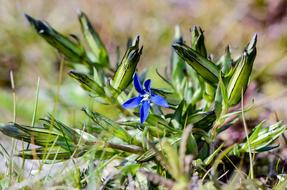 Mountain Gentian Snow