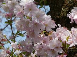 Flower Plant Garden Cherry
