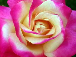 Flower Rose Pink