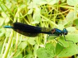 Nature Insect Outdoors