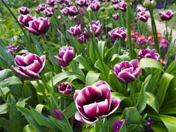 Flower Plant Tulip