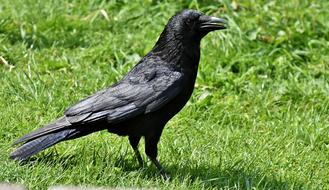 Crow Raven Bird