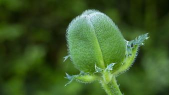 Nature Leaf Plant Close