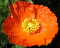 Flower Poppy Flora