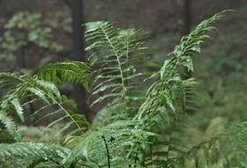 Fern Forest Green