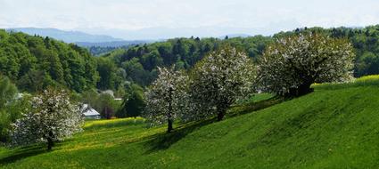 Landscape of Nature In spring