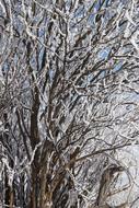 Tree Frost Winter