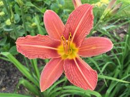 Blossom Bloom Garden