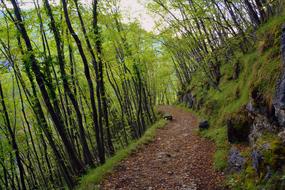 Excursion Forest Autumn