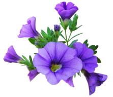 Flower Purple