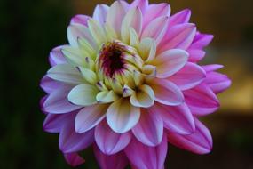 Flower Floral Chrysanthemum