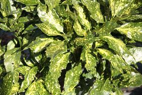 Green Leaves Variegated Foliage
