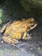 Frog Amphibian Nature