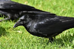 Crow Raven Bird