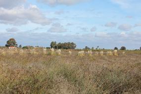 Landscape Lawn Nature