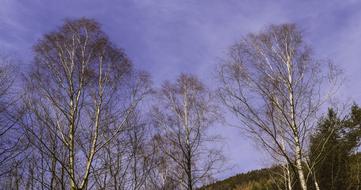 Birch Sky Spring