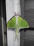 Butterfly Nature Wood