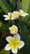 Tropical Frangipani Plumeria
