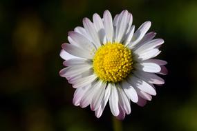 Daisy Small White