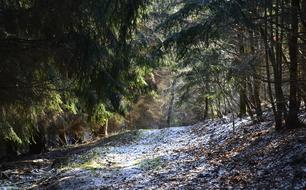 Nature Landscape Wood Tree