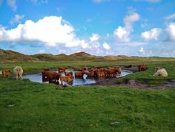 Highland Beef Cattle